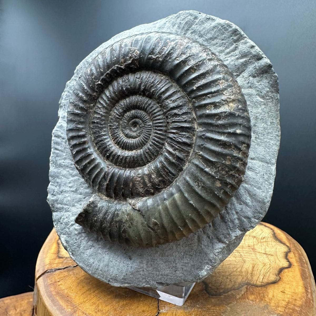 Dactylioceras Ammonite Fossil With box and Stand - Whitby, North Yorkshire Jurassic Coast Yorkshire Fossils