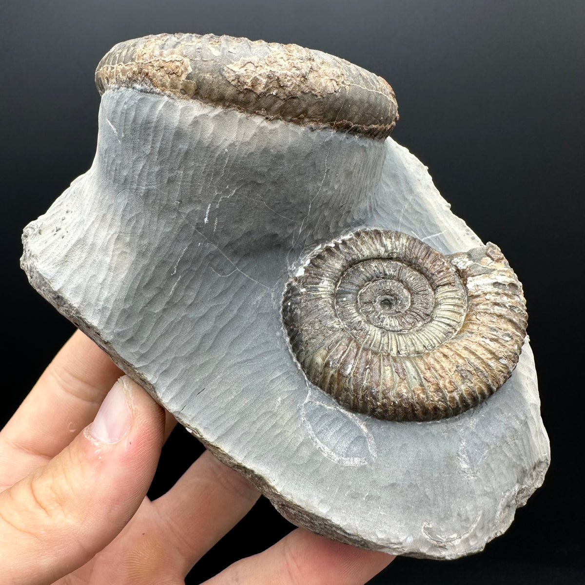 Dactylioceras Ammonite Fossil With Stand - Whitby, North Yorkshire Jurassic Coast Yorkshire Fossils