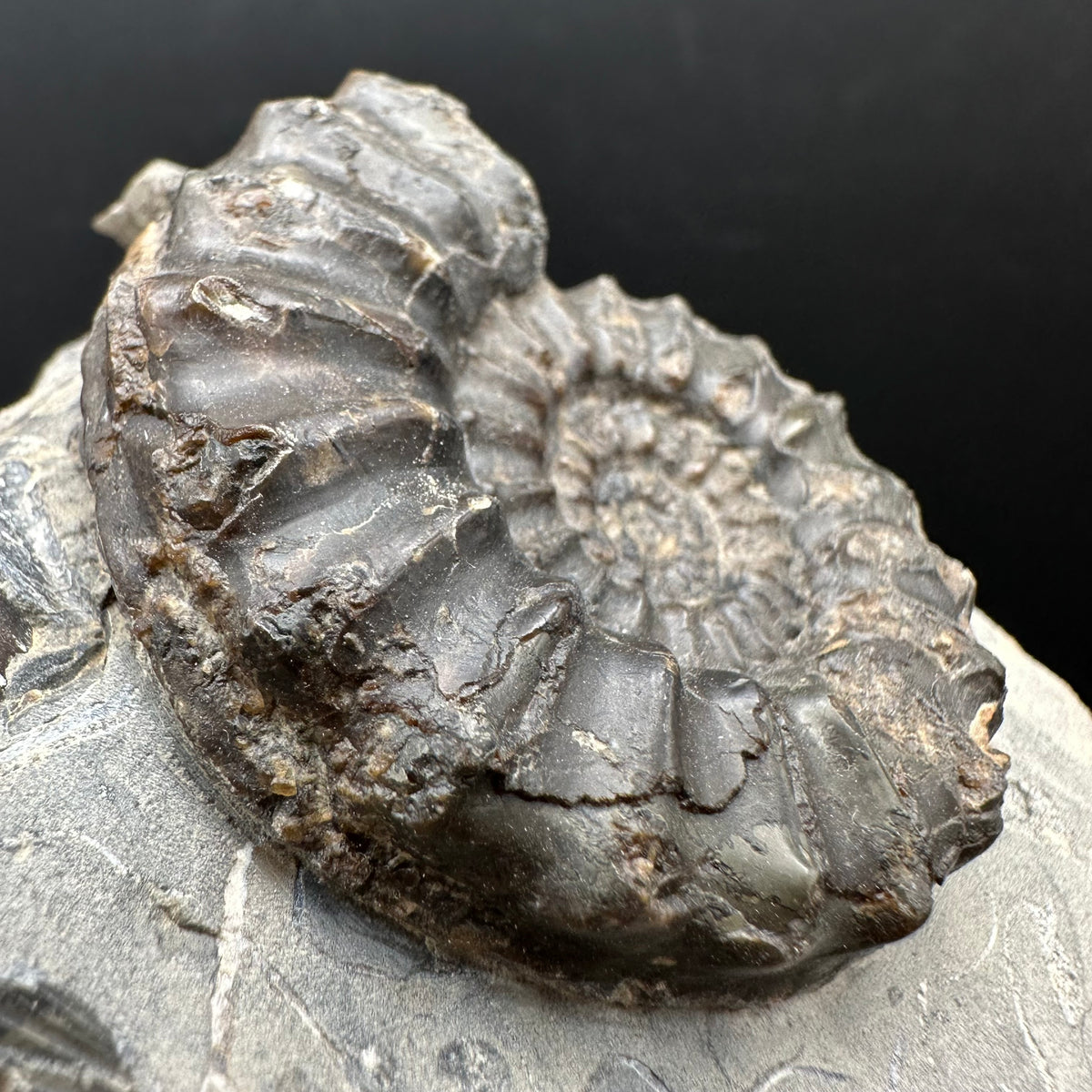 Pleuroceras paucicostatum ammonite fossil with box and stand - Whitby, North Yorkshire Jurassic Coast Yorkshire Fossils