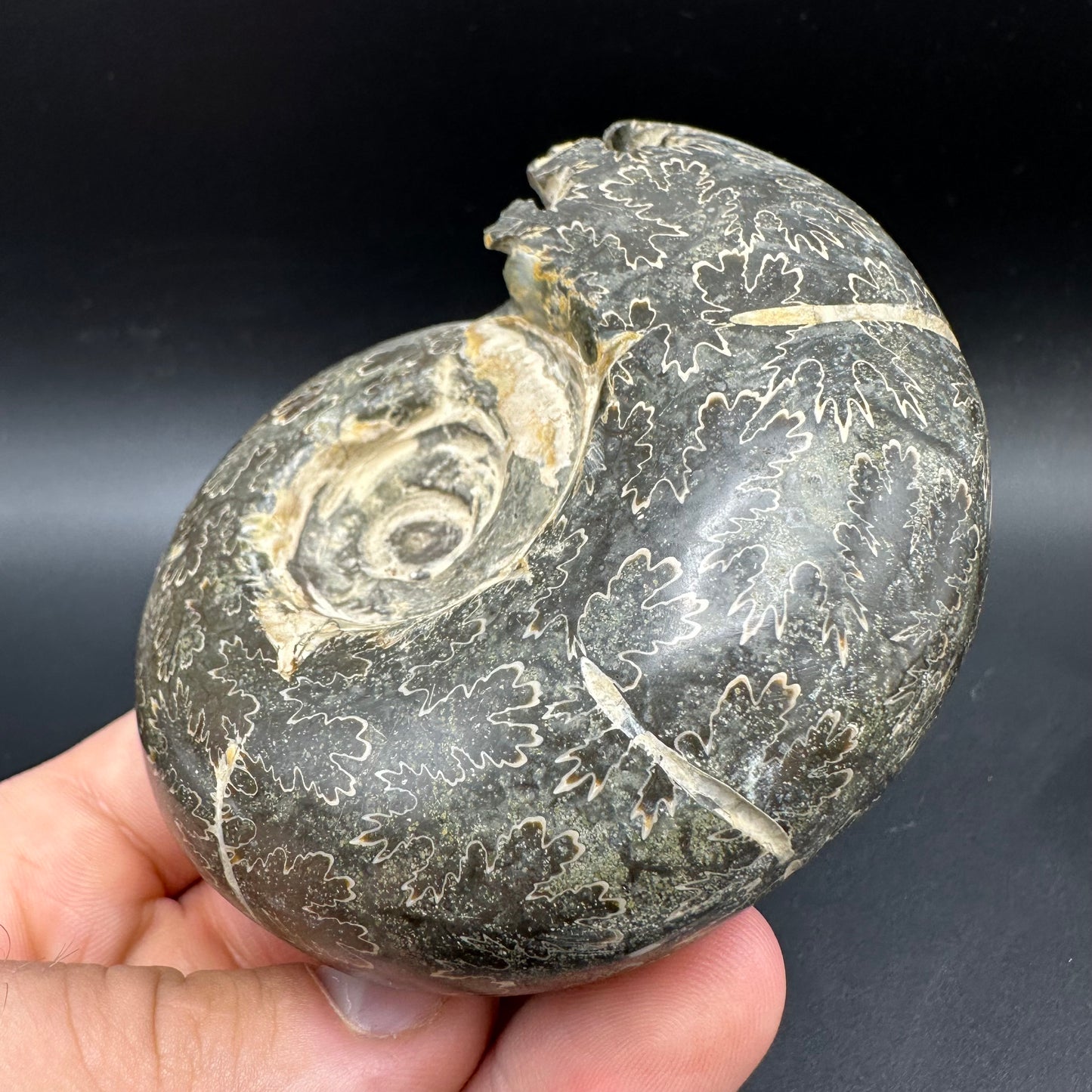 Puzosia Ammonite Fossil With Box And Stand - Cretaceous Ammonite Madagascar