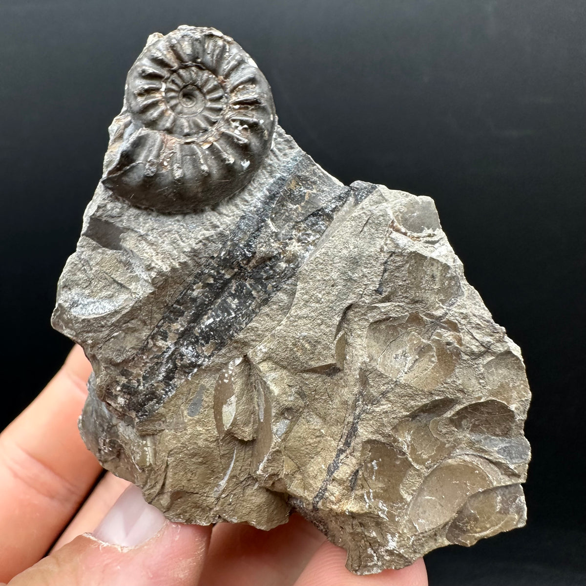 Amaltheus subnodosus Ammonite fossil with stand - Whitby, North Yorkshire Jurassic Coast Yorkshire Fossils