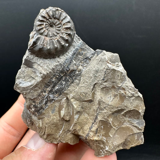 Amaltheus subnodosus Ammonite fossil with stand - Whitby, North Yorkshire Jurassic Coast Yorkshire Fossils