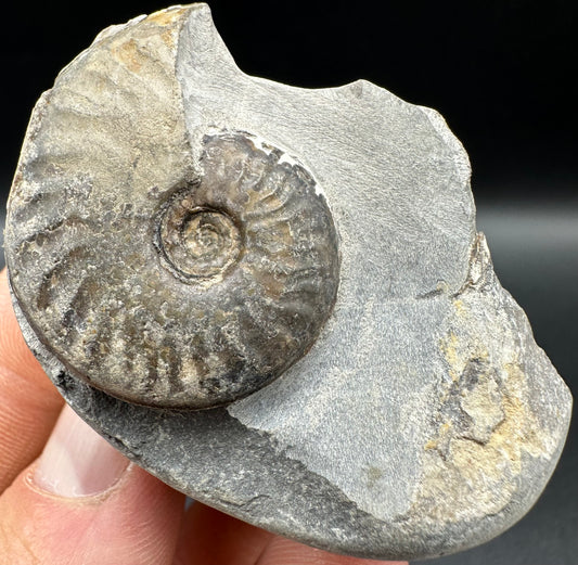 Pseudolioceras lythense Ammonite fossil with box and stand - Whitby, North Yorkshire, Yorkshire Fossils on the Jurassic Coast