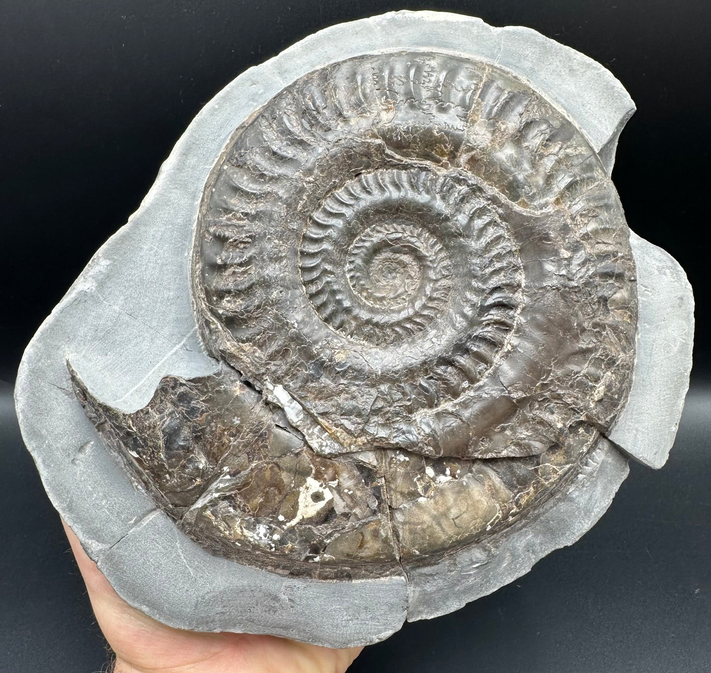 Hildoceras lusitanicum Ammonite fossil - Whitby, North Yorkshire, Jurassic Coast, Yorkshire Fossils from the Jurassic Coast