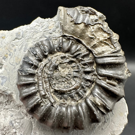 Gagaticeras Ammonite fossil with box and stand - Whitby, North Yorkshire Jurassic Coast Yorkshire Fossils