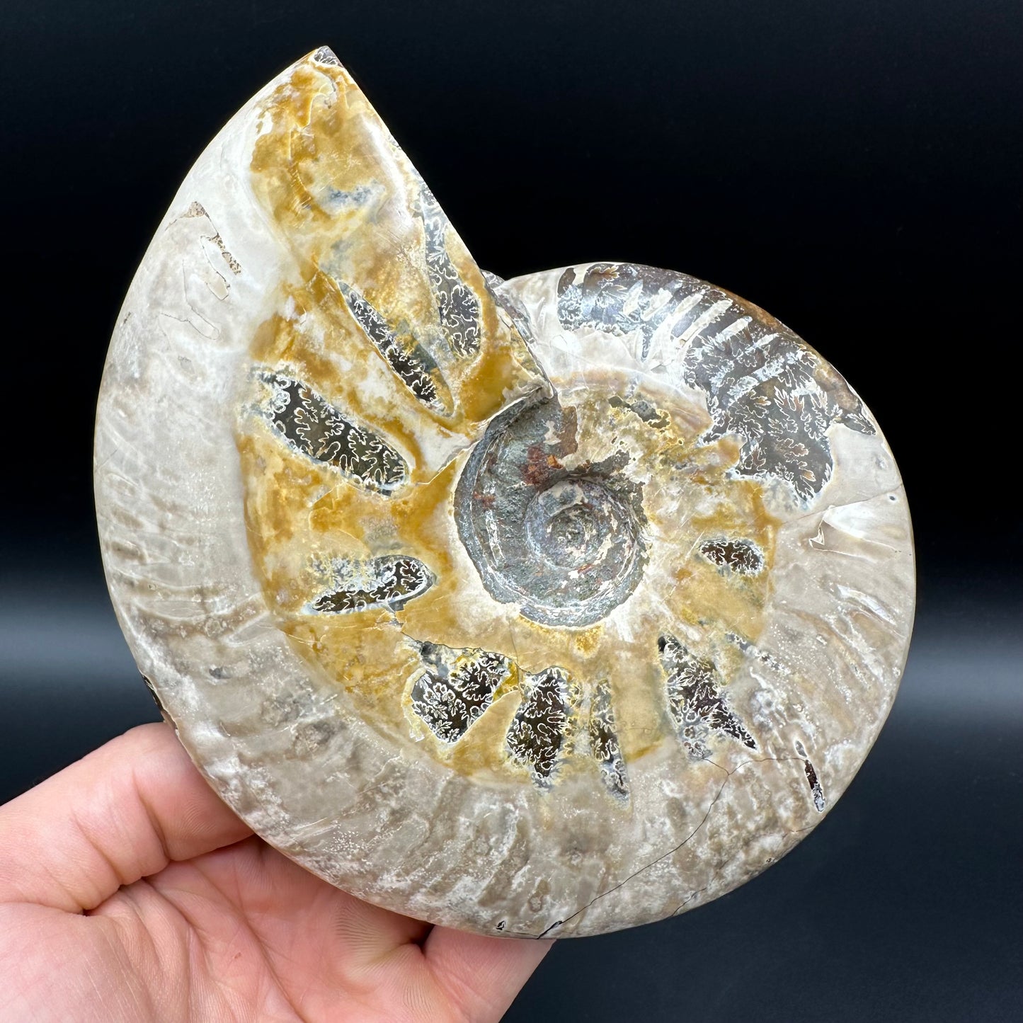 Cleoniceras Ammonite Fossil With Stand - Cretaceous Ammonite Madagascar