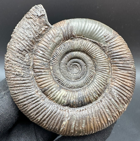 Dactylioceras tenuicostatum Ammonite fossil with box and stand - Whitby, North Yorkshire Jurassic Coast