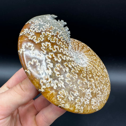 Cleoniceras Ammonite Fossil With Box And Stand - Cretaceous Ammonite Madagascar