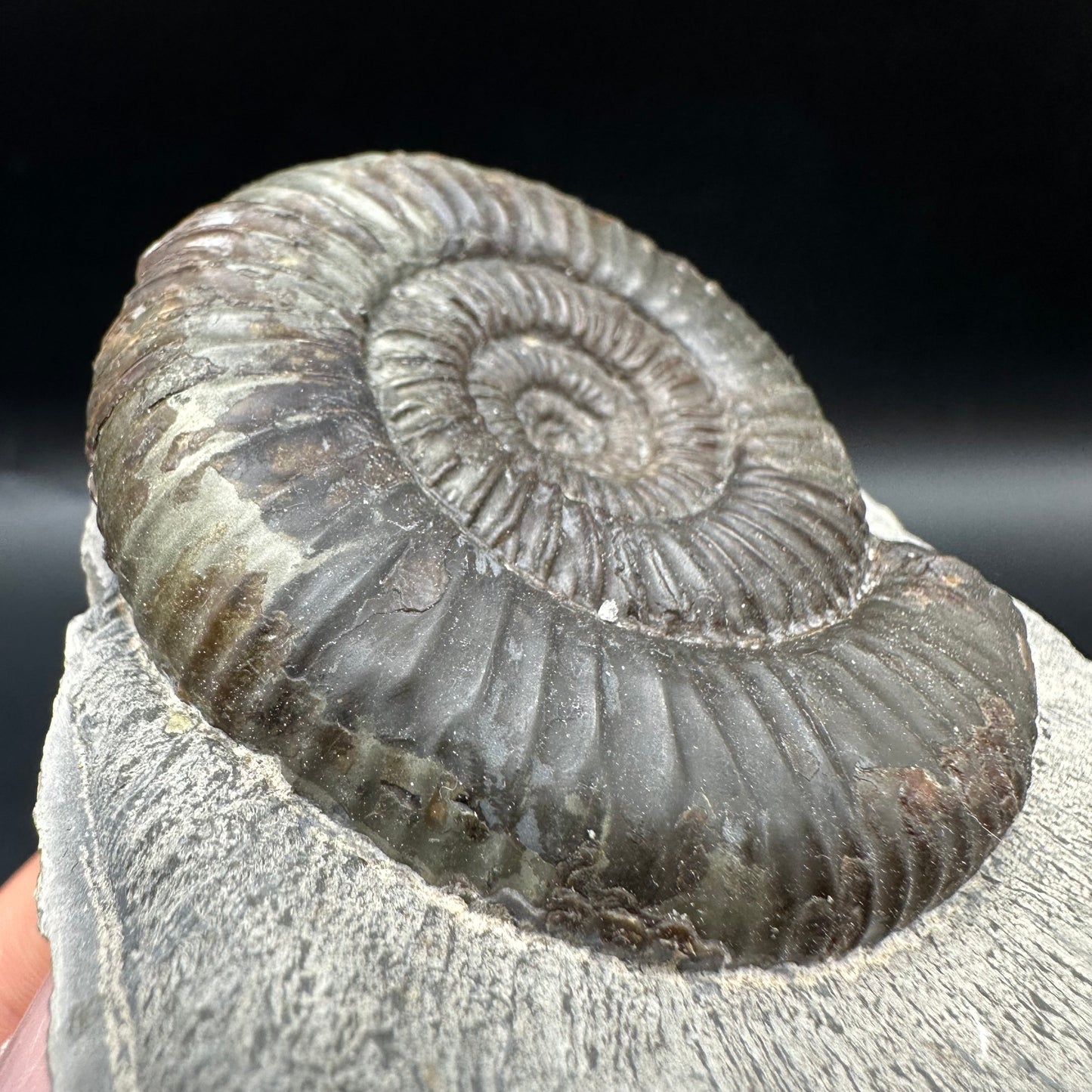 Catacoeloceras Sp. ammonite fossil with box and stand- Whitby, North Yorkshire Jurassic Coast Yorkshire Fossils