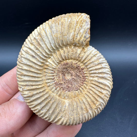 Dichotomosphinctes Ammonite Fossil With Box And Stand - Middle Jurassic Ammonite Madagascar