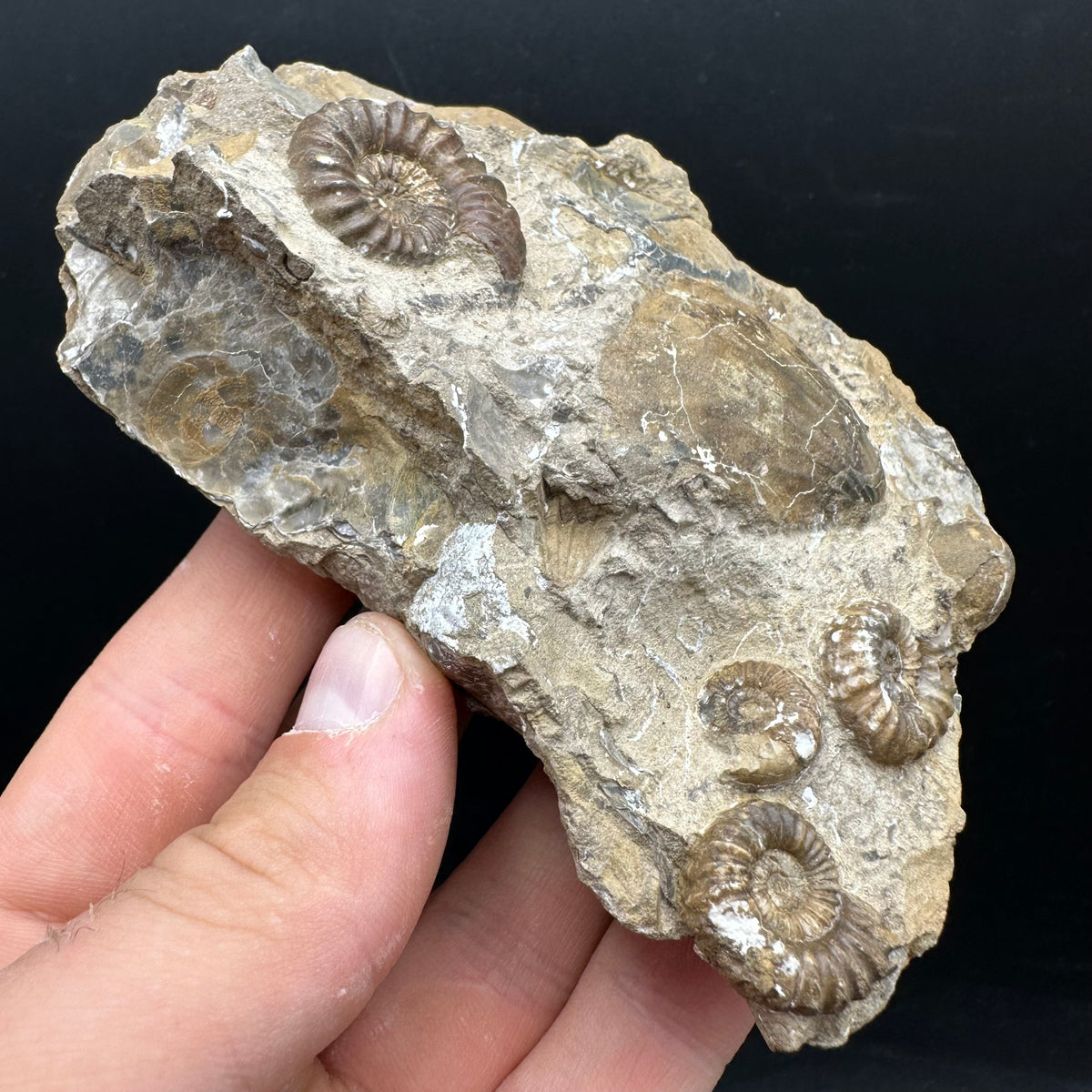 Androgynoceras capricornus Ammonite Fossil With Stand - Whitby, North Yorkshire Jurassic Coast Yorkshire Fossils