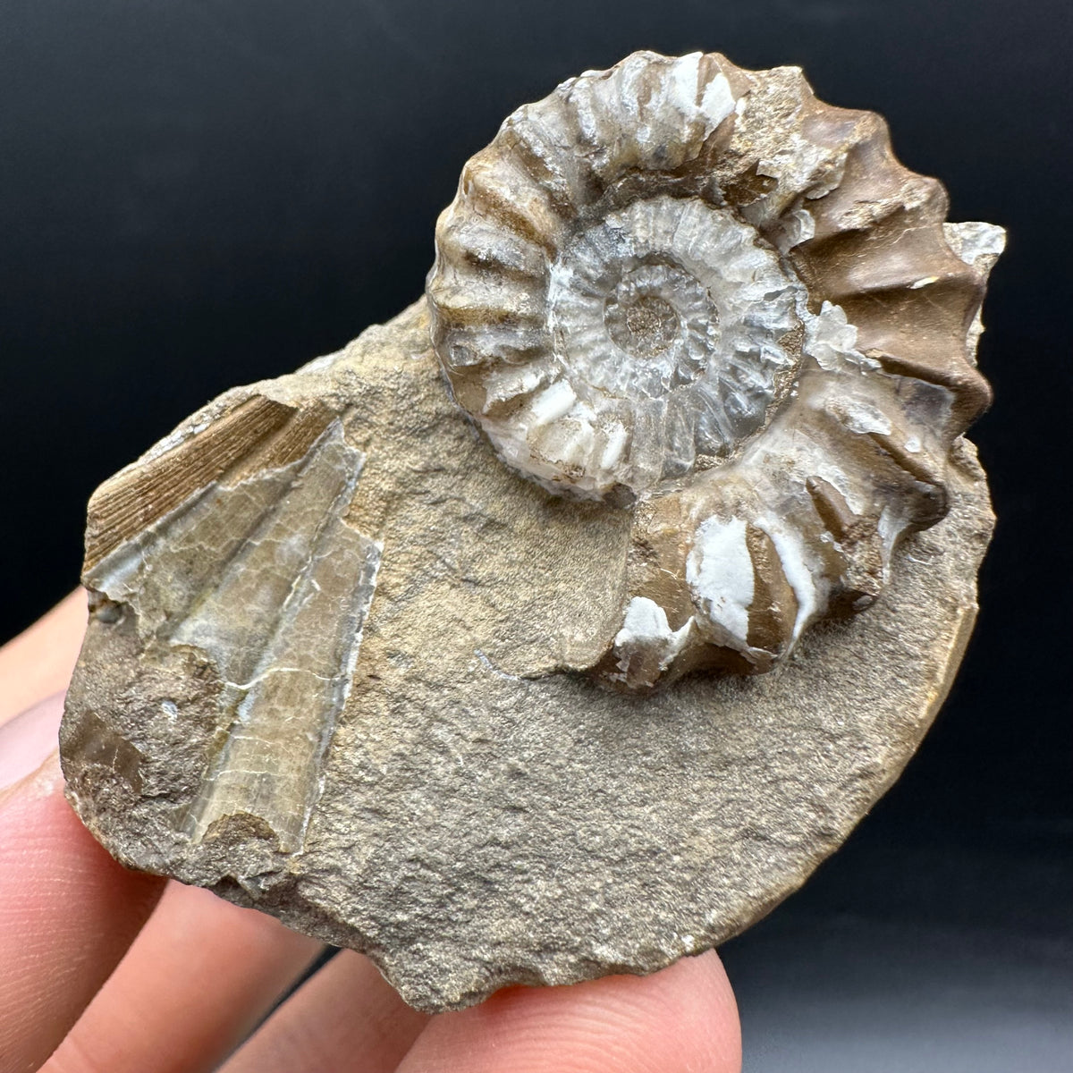 Androgynoceras capricornus Ammonite Fossil With Stand - Whitby, North Yorkshire Jurassic Coast Yorkshire Fossils