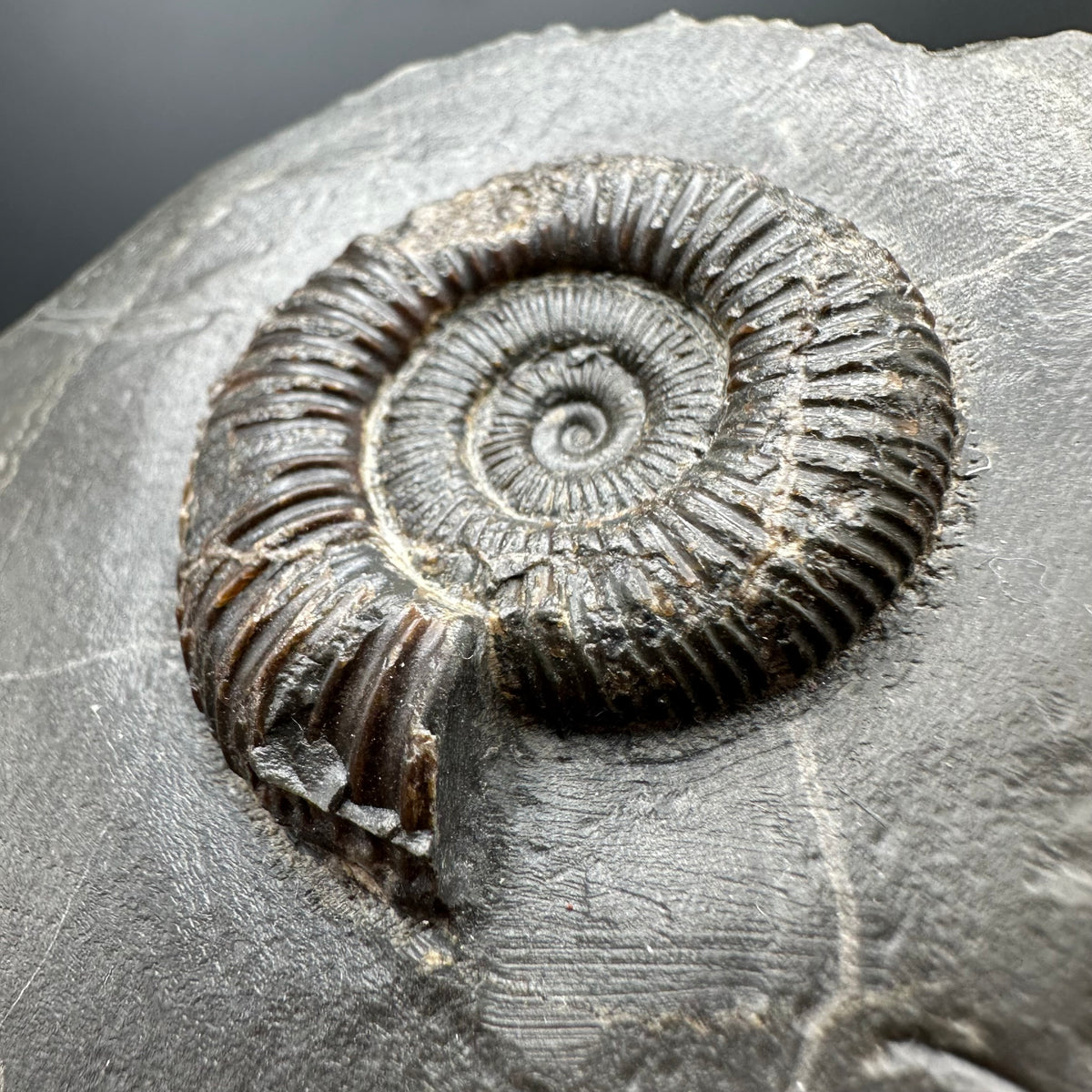Dactylioceras Ammonite Fossil With box and Stand - Whitby, North Yorkshire Jurassic Coast Yorkshire Fossils