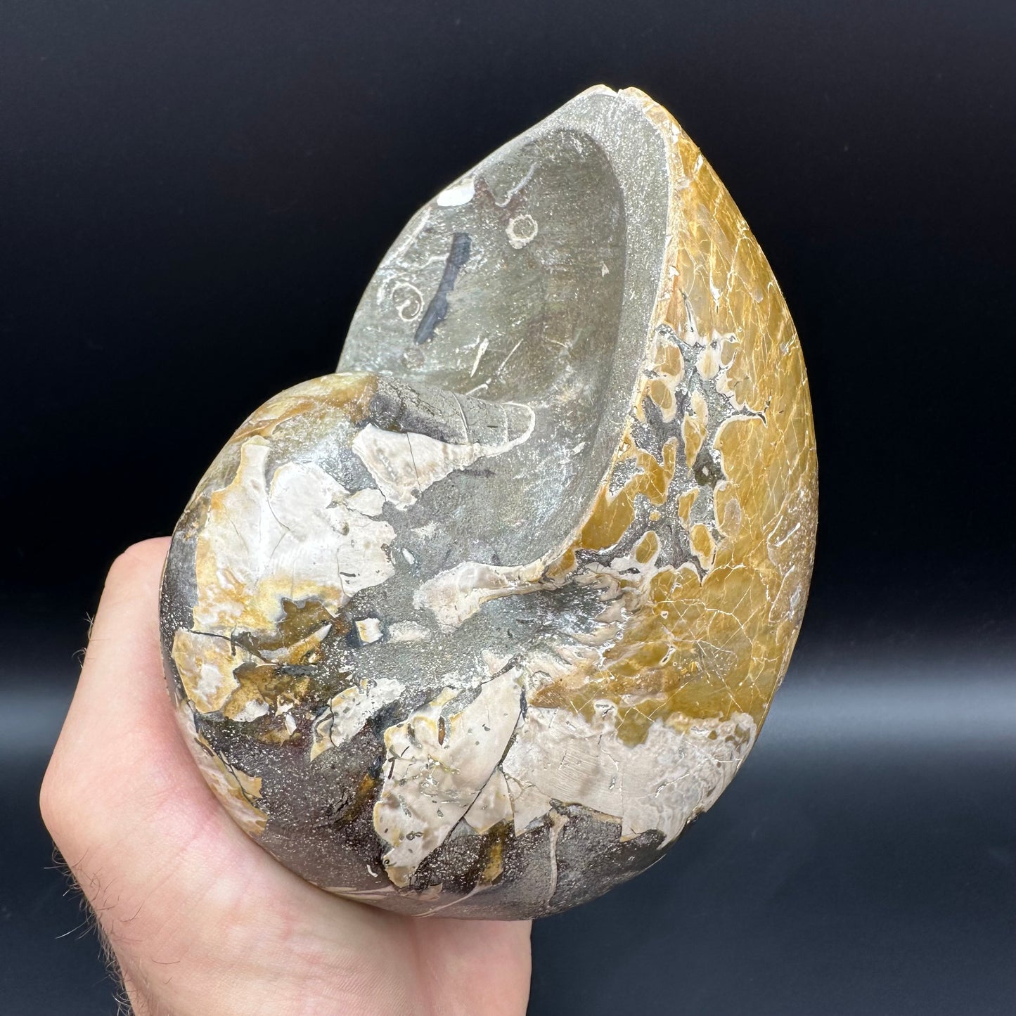 Cenoceras Nautilus Fossil With Stand - Middle Cretaceous Madagascar
