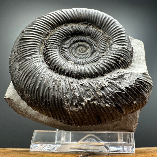 Dactylioceras clevelandicum Ammonite fossil with box and stand - Whitby, North Yorkshire Jurassic Coast