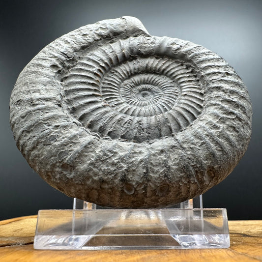 Dactylioceras Ammonite Fossil With box and Stand - Whitby, North Yorkshire Jurassic Coast Yorkshire Fossils
