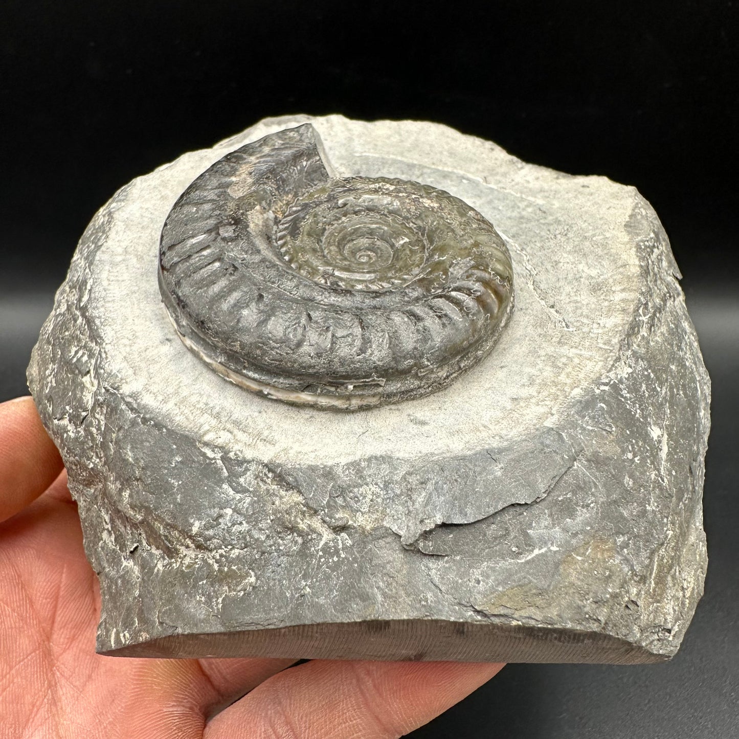 Hildoceras Bifrons Ammonite fossil with box and stand - Whitby, North Yorkshire Jurassic Coast, Yorkshire Fossils from the Jurassic Coast