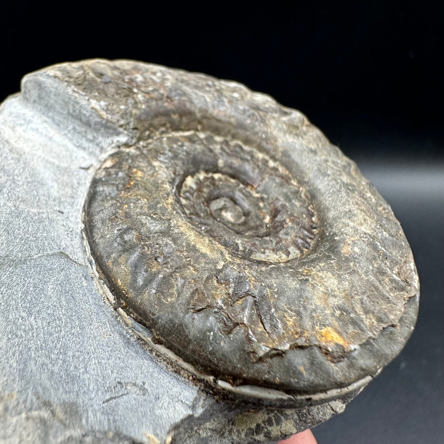 Hildoceras lusitanicum Ammonite fossil with box and stand - Whitby, North Yorkshire, Jurassic Coast, Yorkshire Fossils from the Jurassic Coast