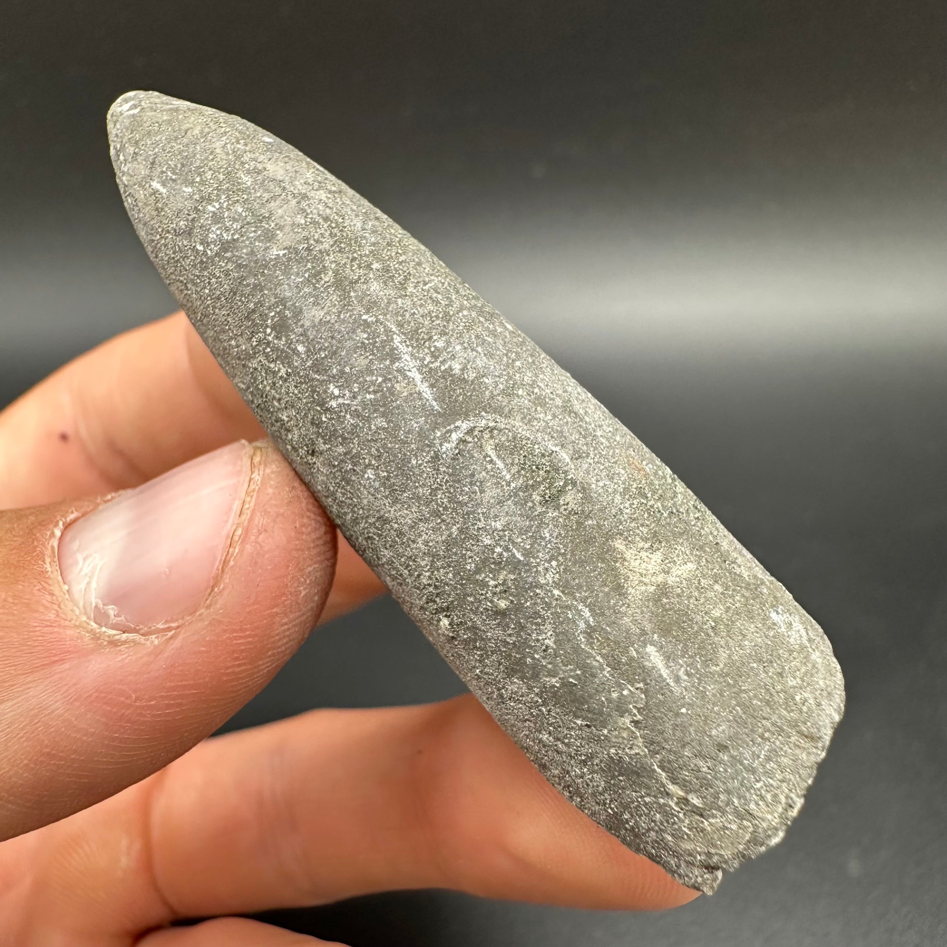 Belemnite (Fossil Squid) shell fossil - Whitby, North Yorkshire Jurass ...