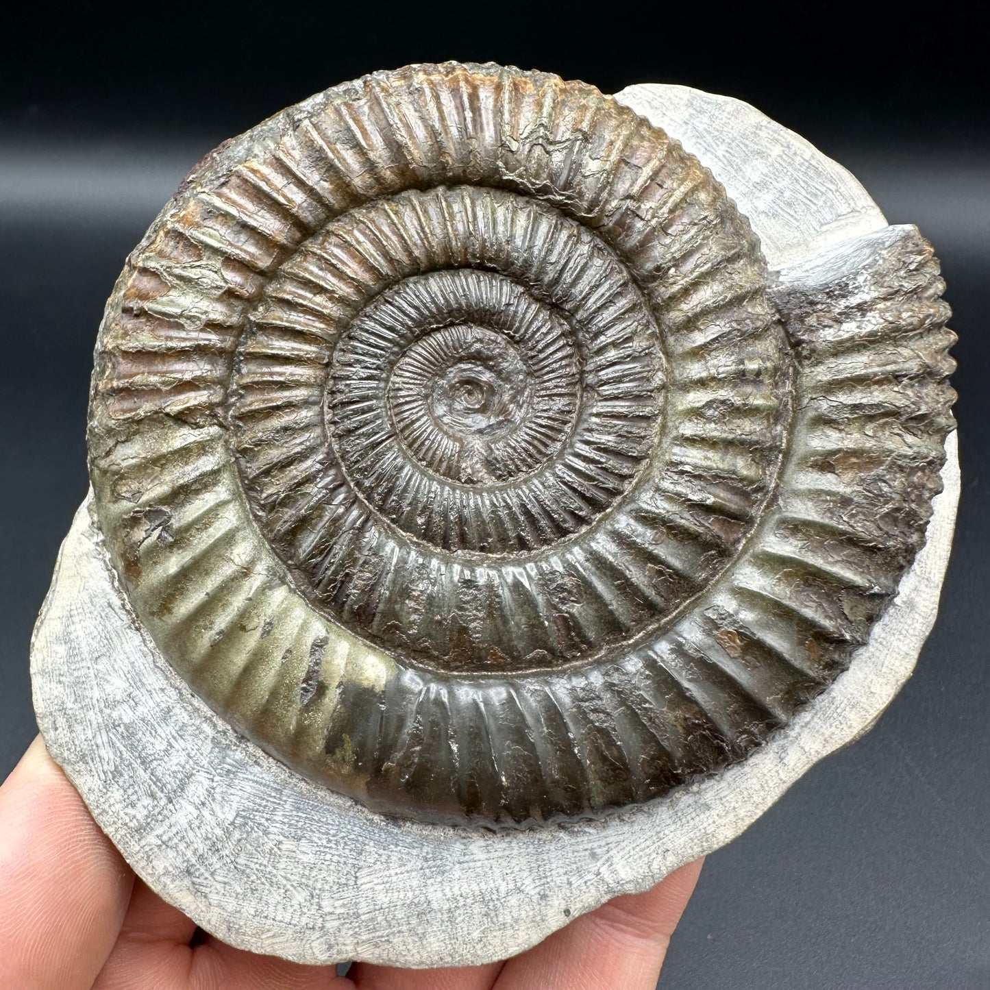 Dactylioceras Ammonite Fossil With Box And Stand - Whitby, North Yorkshire Jurassic Coast Yorkshire Fossils