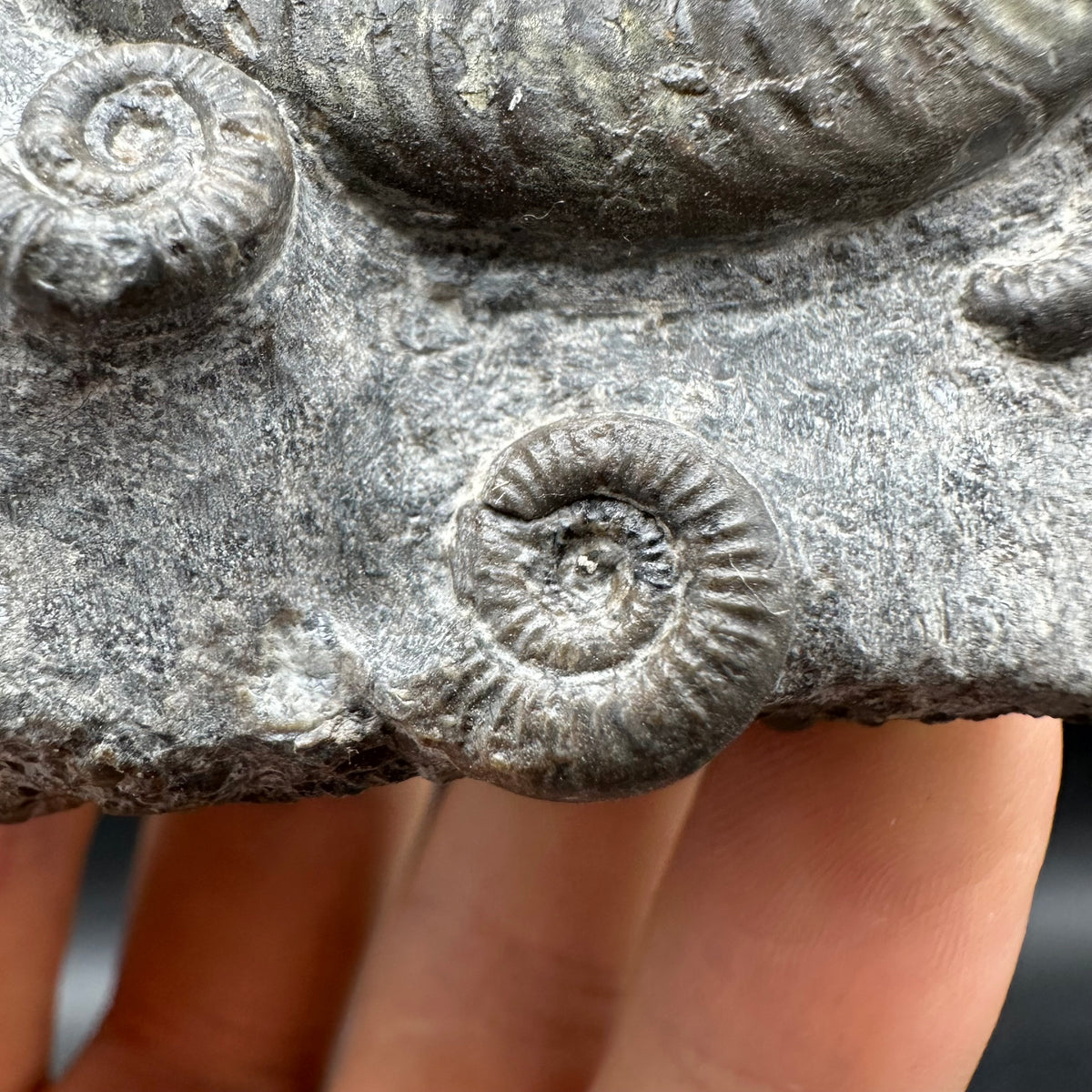 Harpoceras Sp. Ammonite fossil with stand - Whitby, North Yorkshire Jurassic Coast Yorkshire Fossils