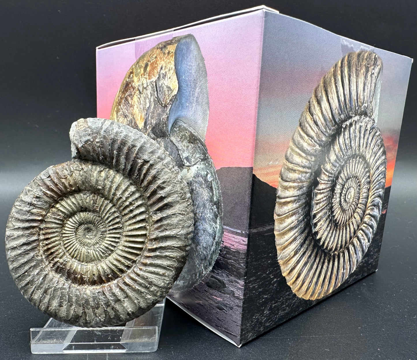 Golden Dactylioceras Ammonite Fossil With Box And Stand - Whitby, North Yorkshire Jurassic Coast Yorkshire Fossils