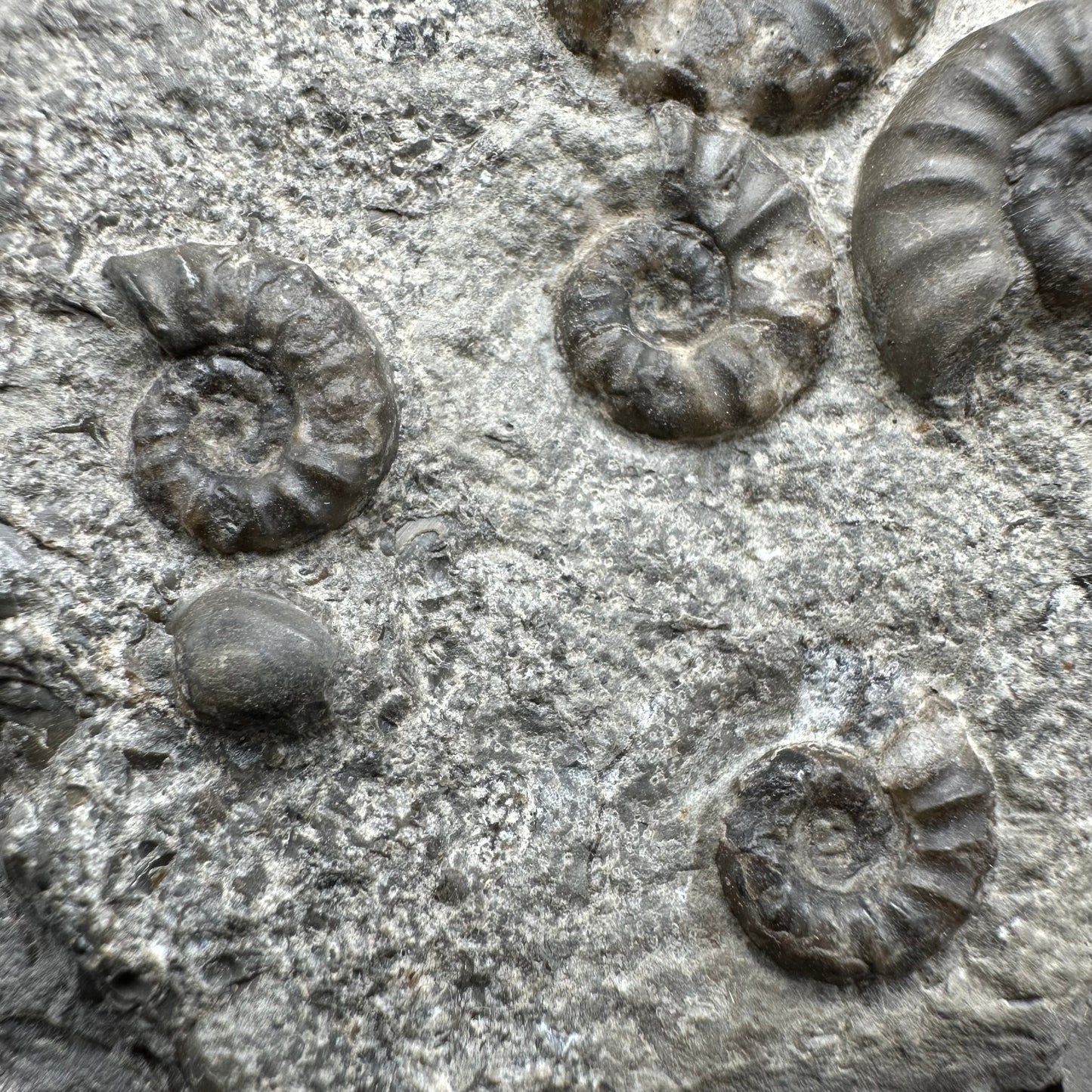 Eugassiceras Ammonite shell fossil with box and stand - Whitby, North Yorkshire Jurassic Coast Yorkshire Fossils