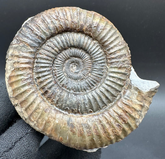 Dactylioceras Ammonite Fossil With Box And Stand - Whitby, North Yorkshire Jurassic Coast Yorkshire Fossils