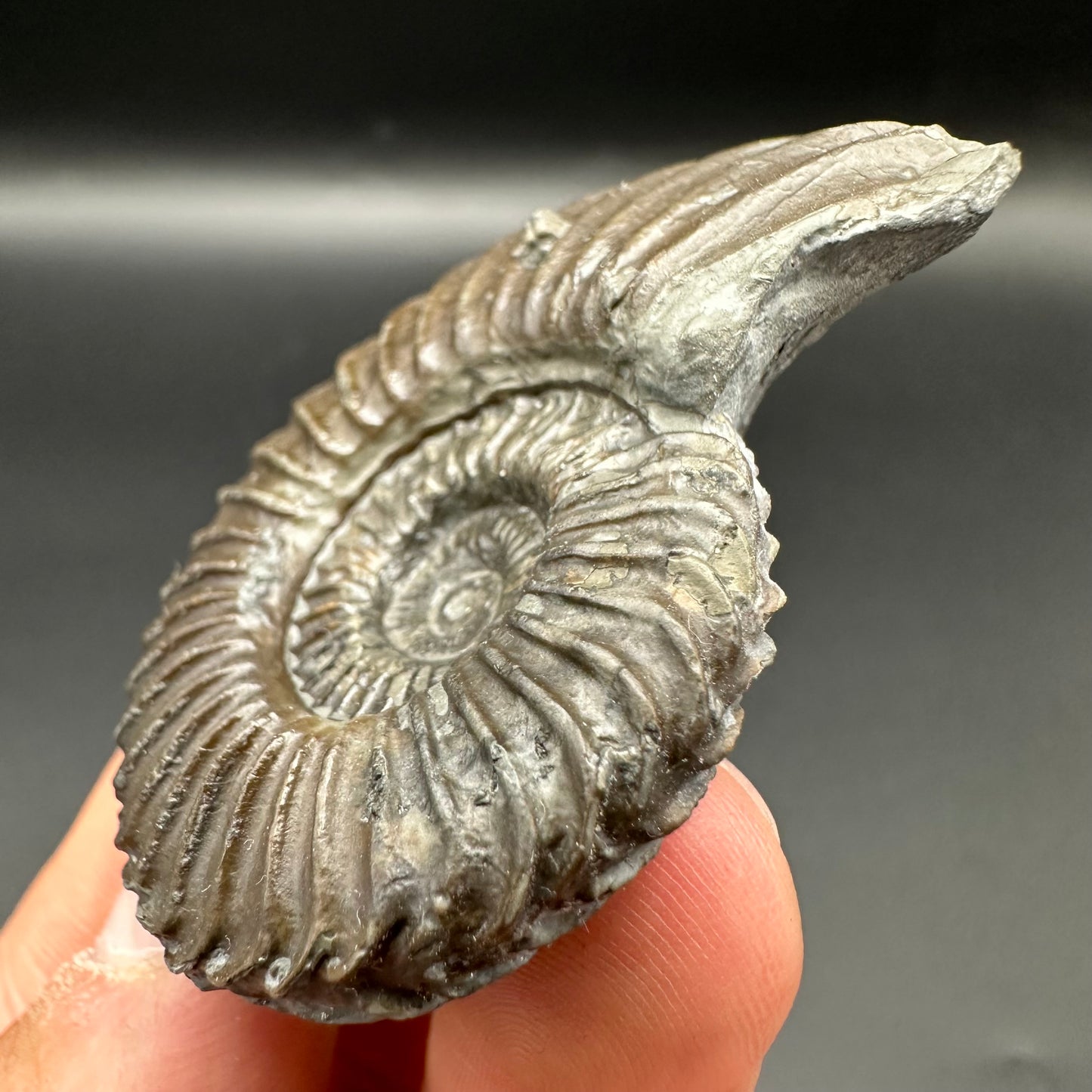 Schlothemia sp. ammonite fossil with box and stand - Whitby, North Yorkshire Jurassic Coast, Yorkshire fossils