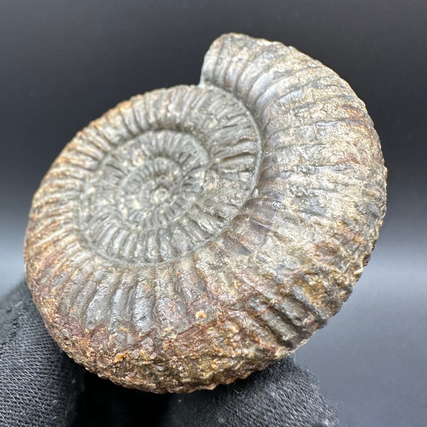 Catacoeloceras Sp. ammonite fossil with box and stand- Whitby, North Yorkshire Jurassic Coast Yorkshire Fossils
