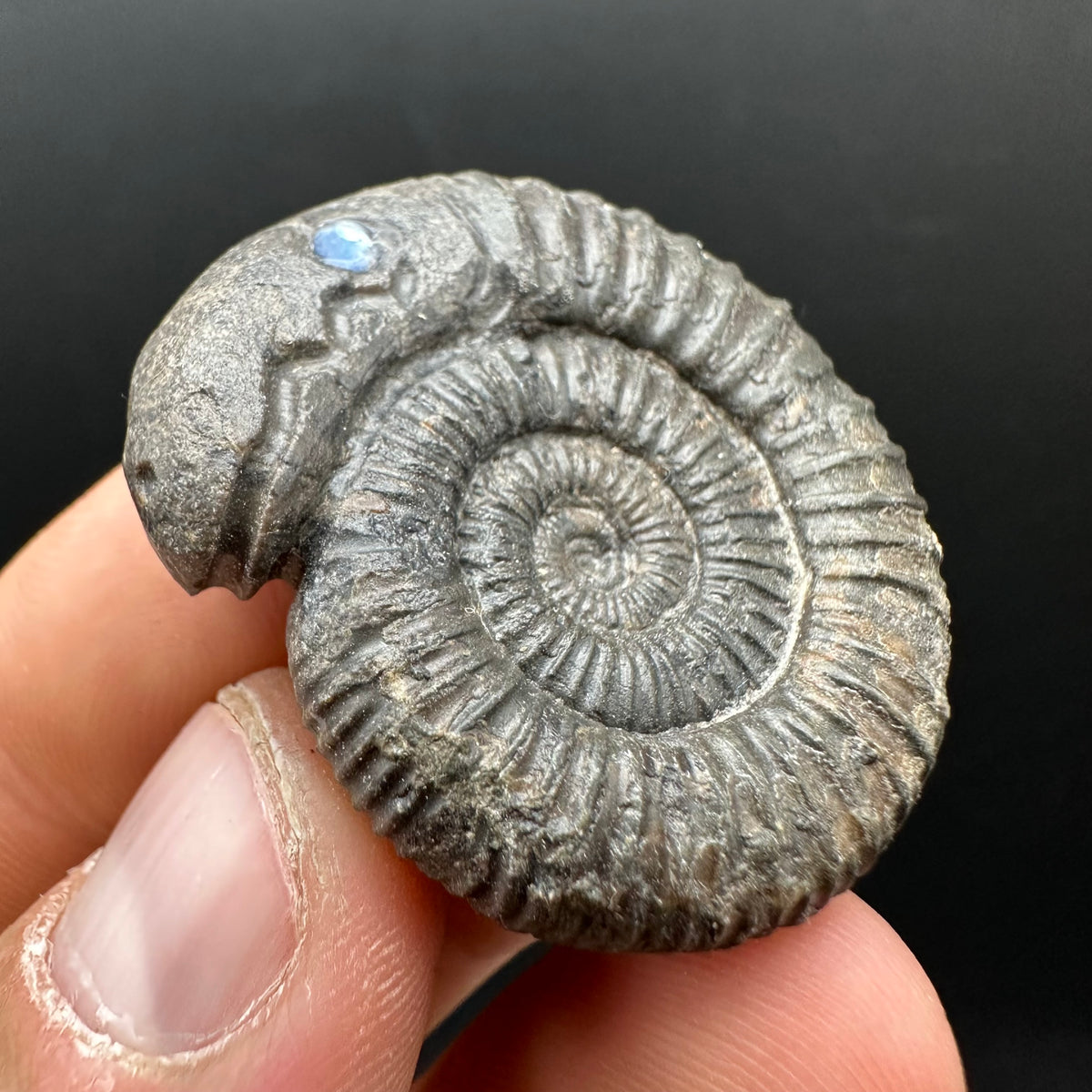 Snakestone Ammonite Fossil With Bag/Box And Stand - Whitby, North Yorkshire Jurassic Coast Yorkshire Fossils