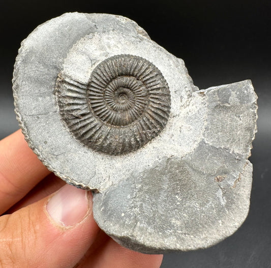 Dactylioceras Ammonite Fossil With Box And Stand - Whitby, North Yorkshire Jurassic Coast Yorkshire Fossils