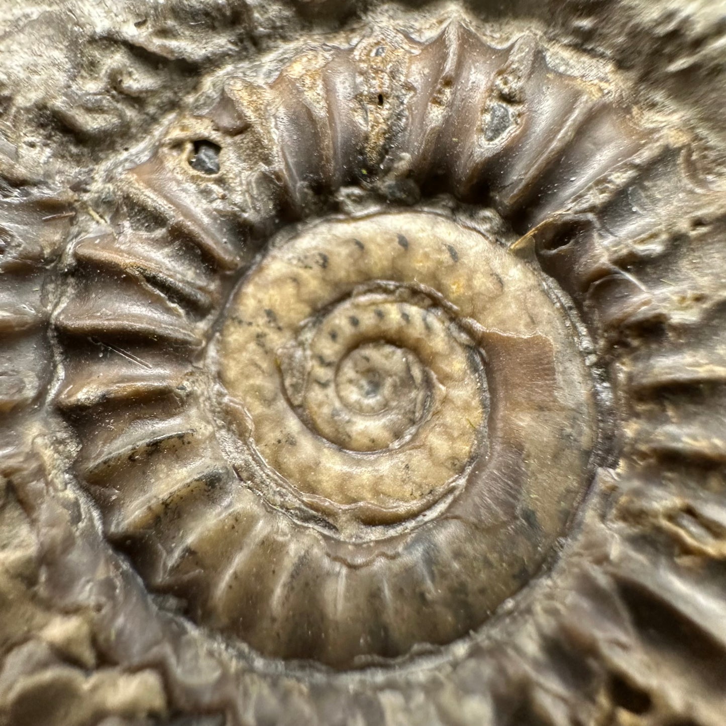 Arnioceras ammonite shell fossil with box and stand - Whitby, North Yorkshire Jurassic Coast Yorkshire Fossils