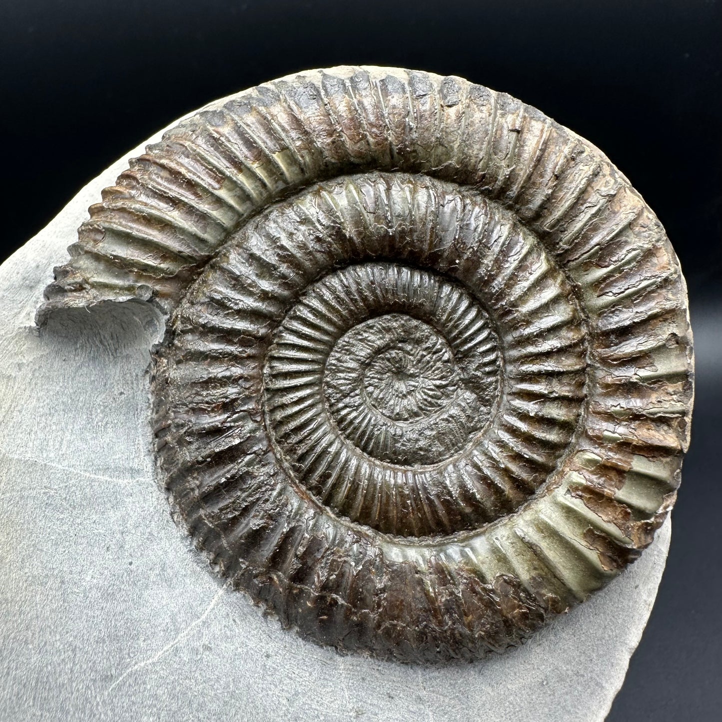 Dactylioceras Ammonite Fossil - Whitby, North Yorkshire Jurassic Coast Yorkshire Fossils