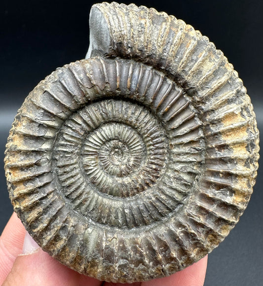 Dactylioceras Ammonite Fossil With Box And Stand - Whitby, North Yorkshire Jurassic Coast Yorkshire Fossils