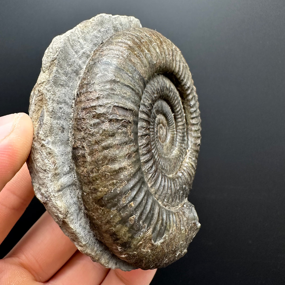 Dactylioceras Ammonite Fossil With box and Stand - Whitby, North Yorkshire Jurassic Coast Yorkshire Fossils
