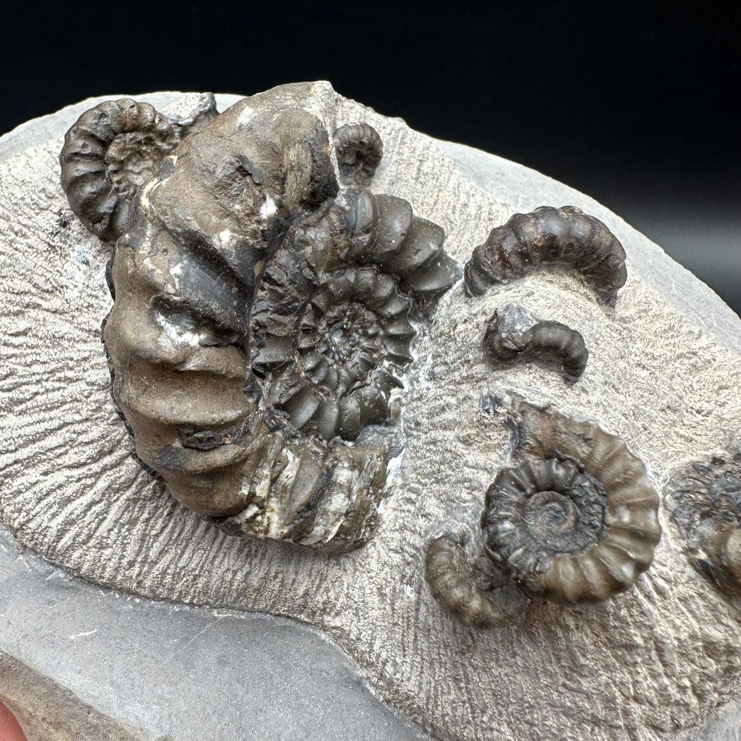 Androgynoceras maculatum ammonite fossil with stand - Whitby, North Yorkshire Jurassic Coast Yorkshire Fossils