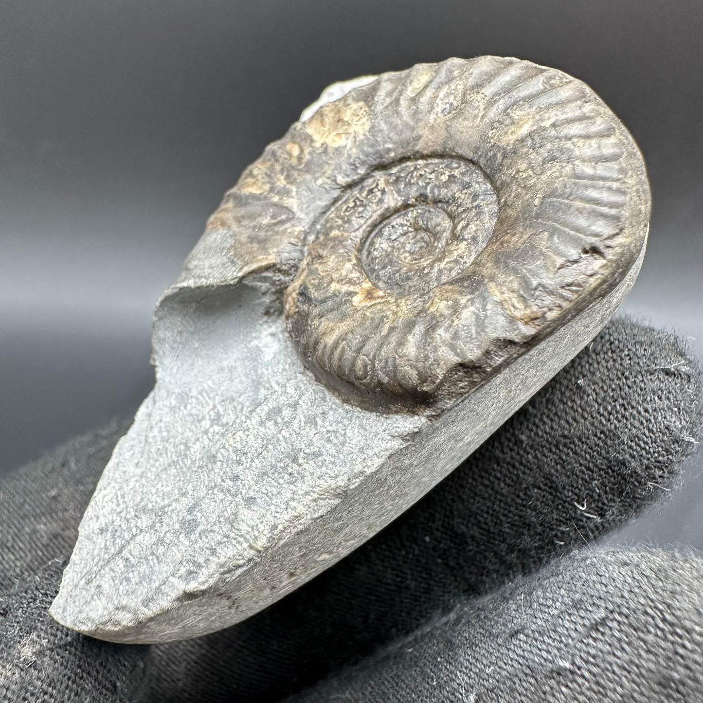Grammoceras thoaurense Ammonite shell fossil with box and stand - Whitby, North Yorkshire, Yorkshire Fossils from the Jurassic Coast