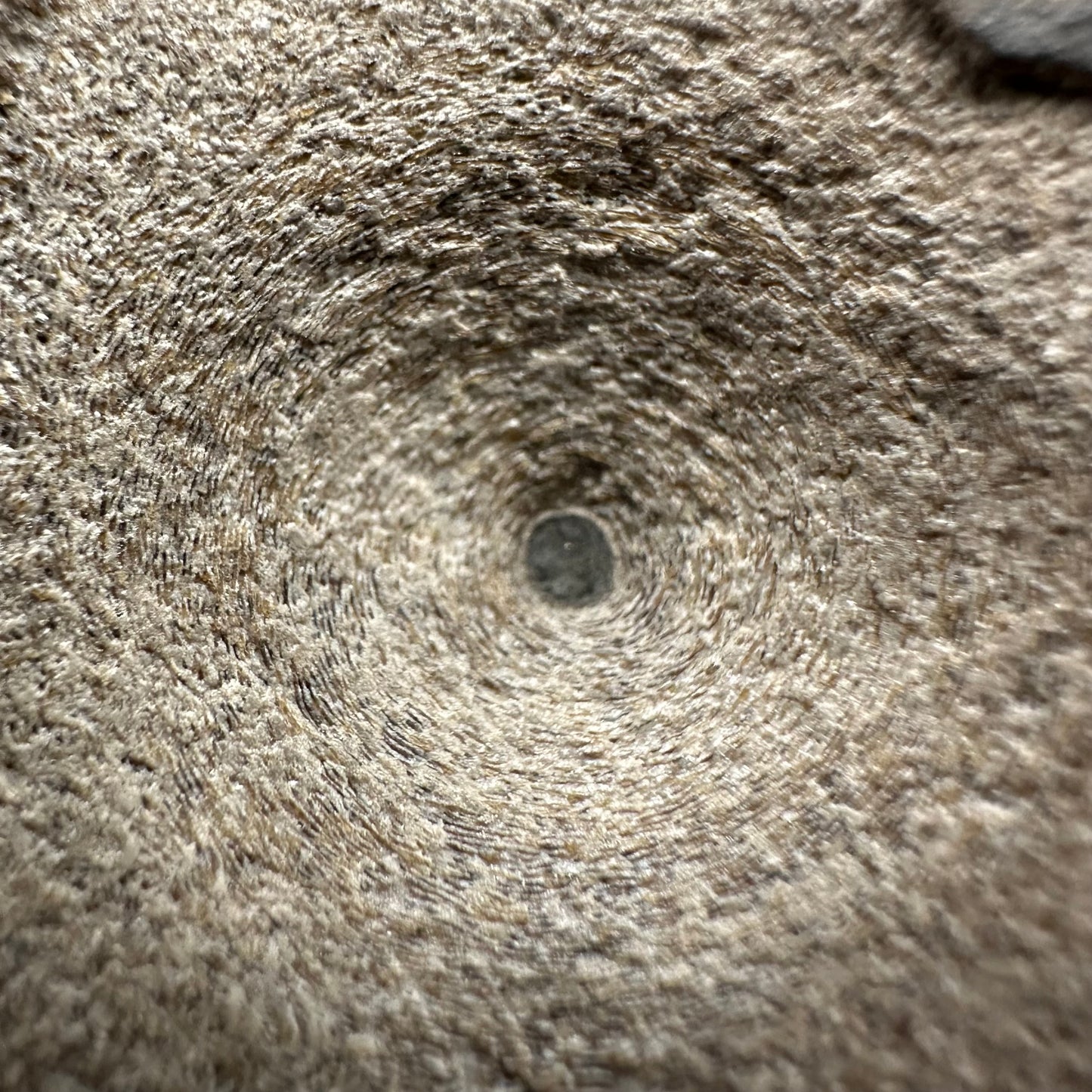 Ichthyosaur Vertebra fossil with box and stand - Whitby, North Yorkshire Jurassic Coast, Yorkshire fossils found on the Jurassic Coast