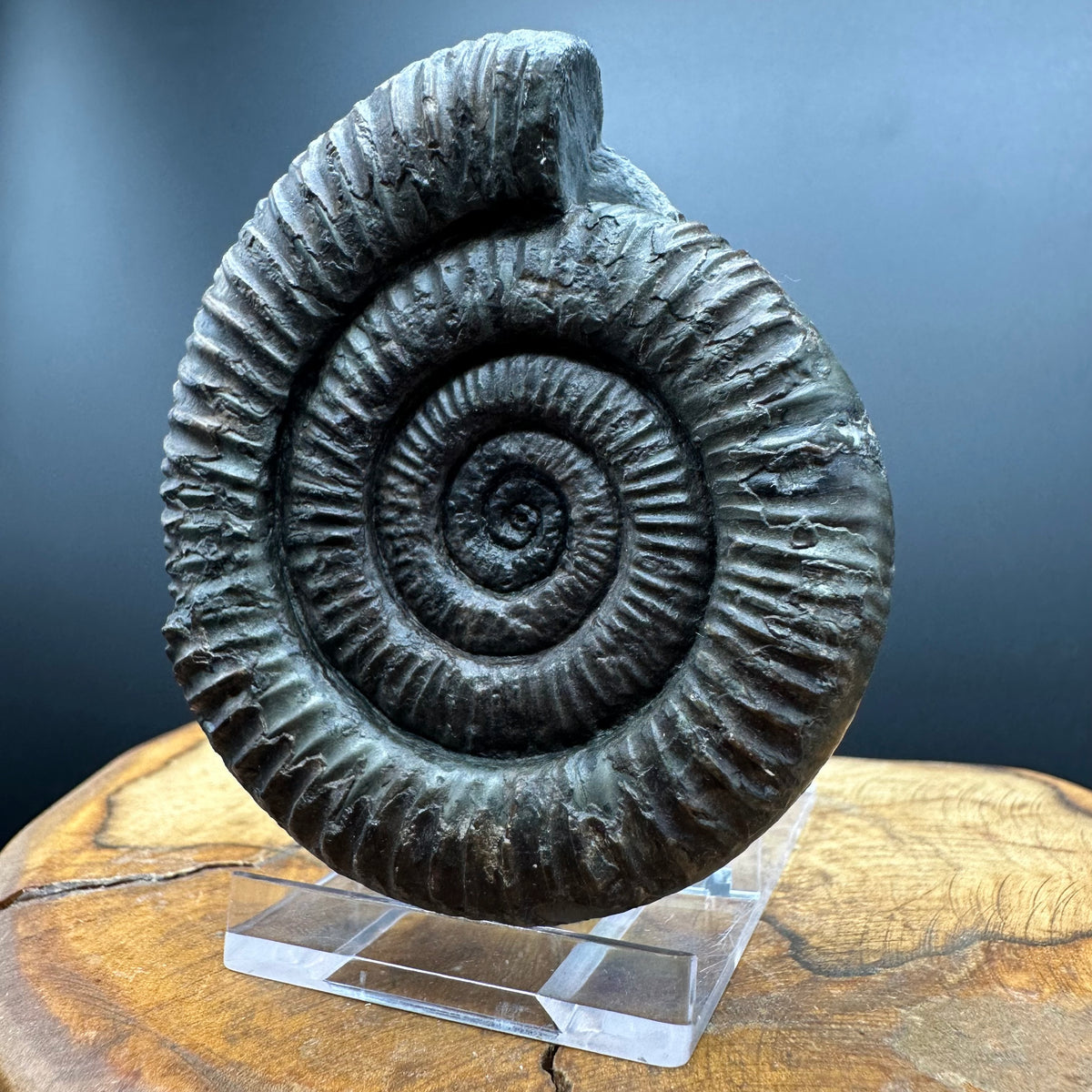 Dactylioceras Ammonite Fossil With box and Stand - Whitby, North Yorkshire Jurassic Coast Yorkshire Fossils