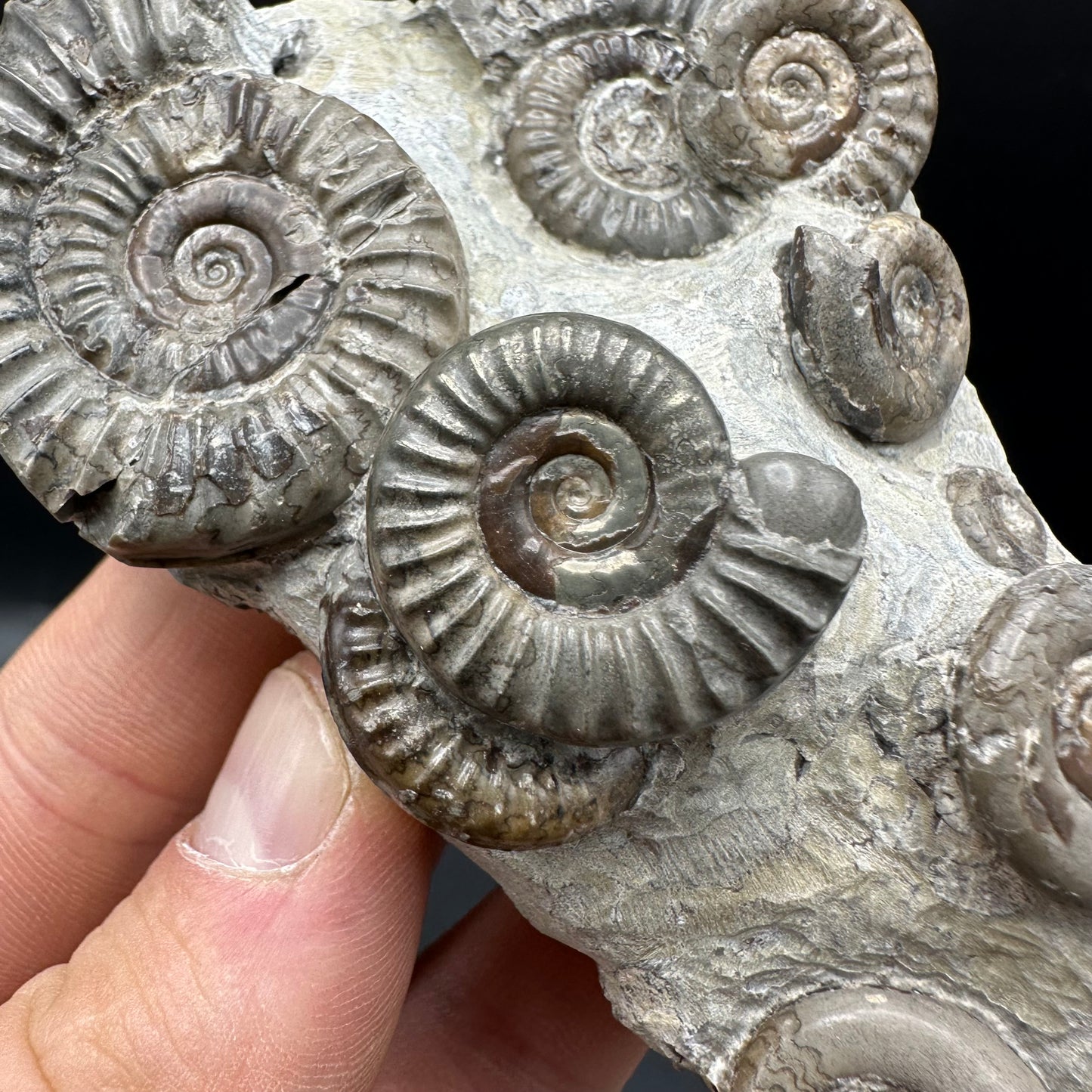 Arnioceras ammonite shell fossil with box and stand - Whitby, North Yorkshire Jurassic Coast Yorkshire Fossils