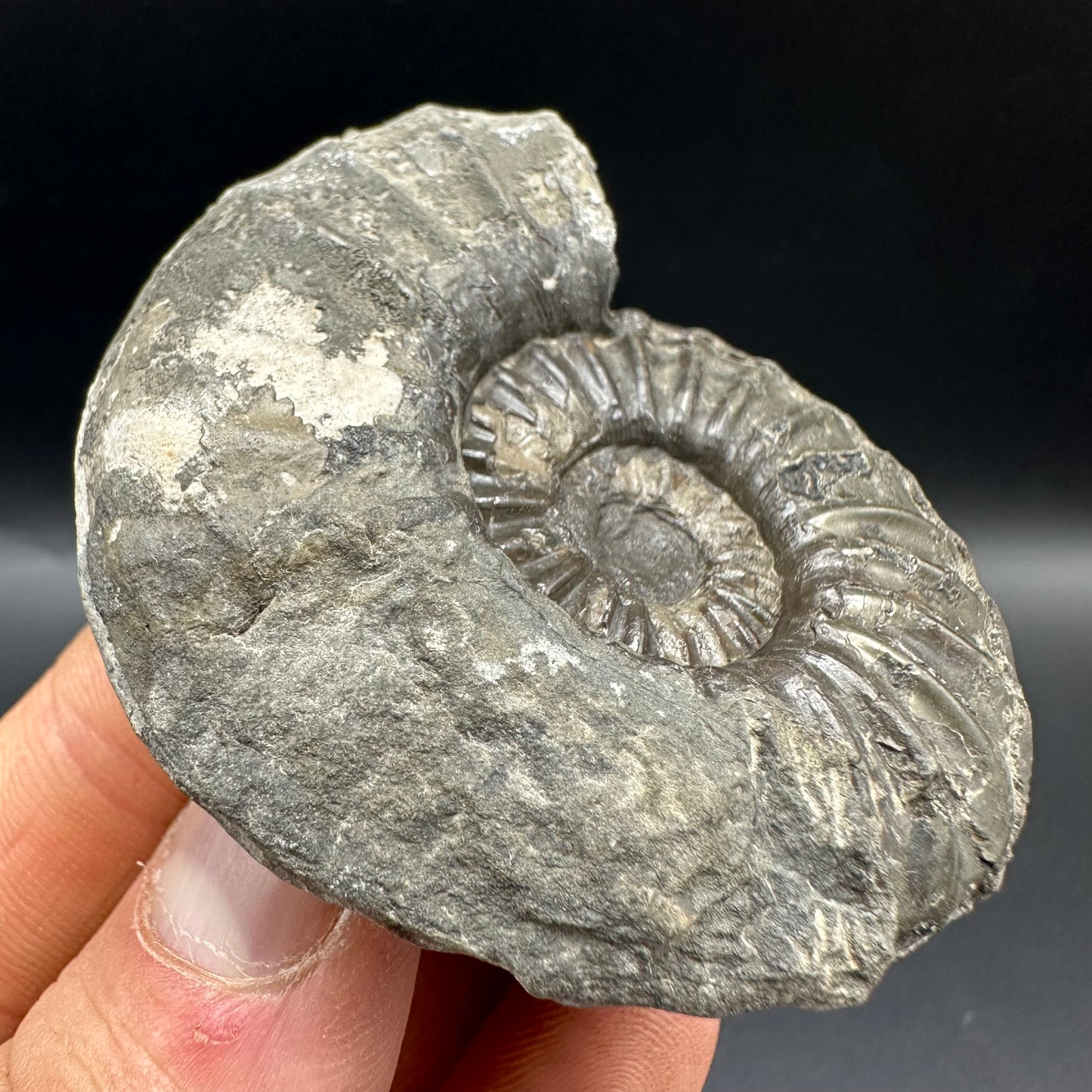 Asteroceras Ammonite fossil with box and stand - Whitby, North Yorkshire Jurassic Coast Yorkshire Fossils