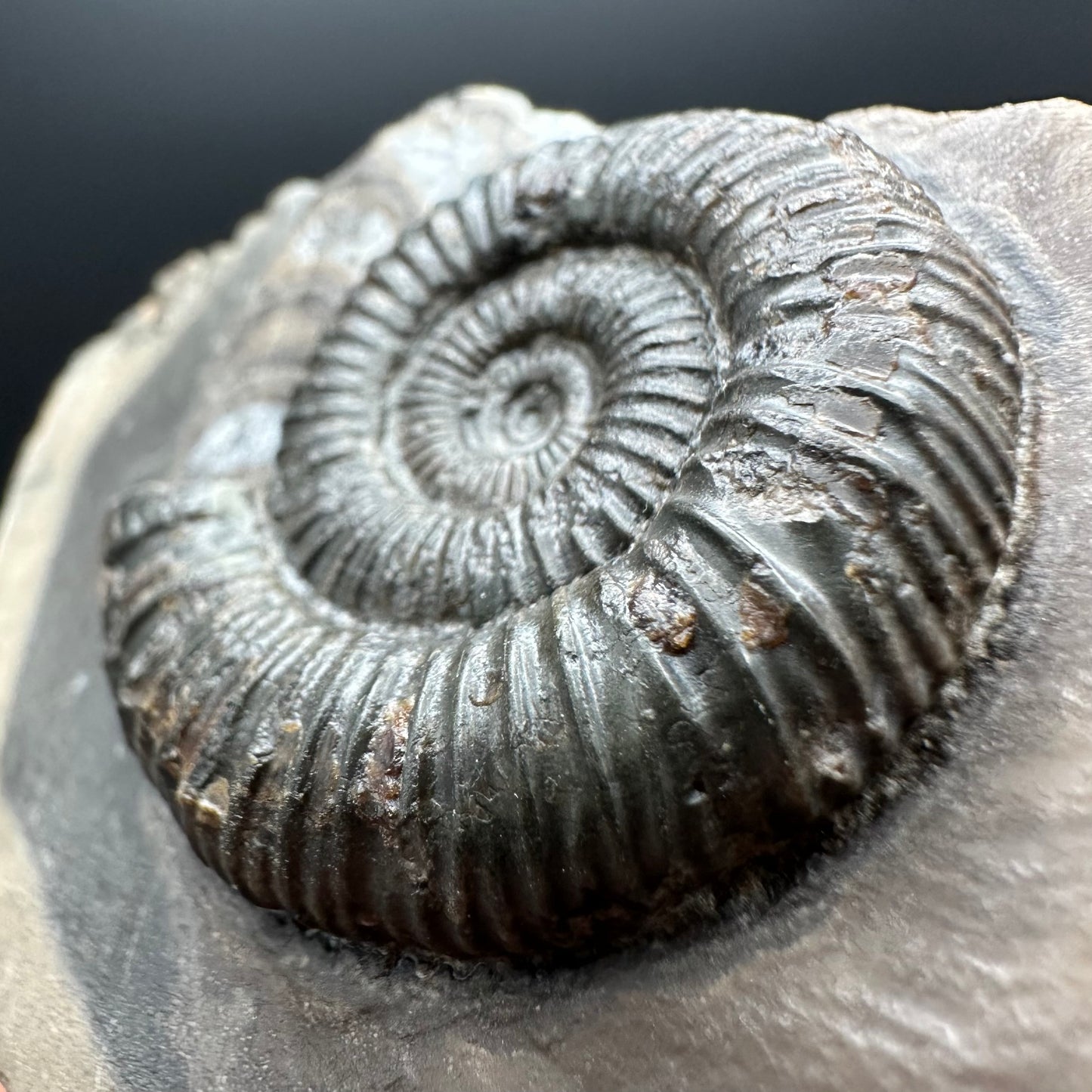 Genuine Yorkshire ammonite fossil for sale – Whitby Jurassic specimen
