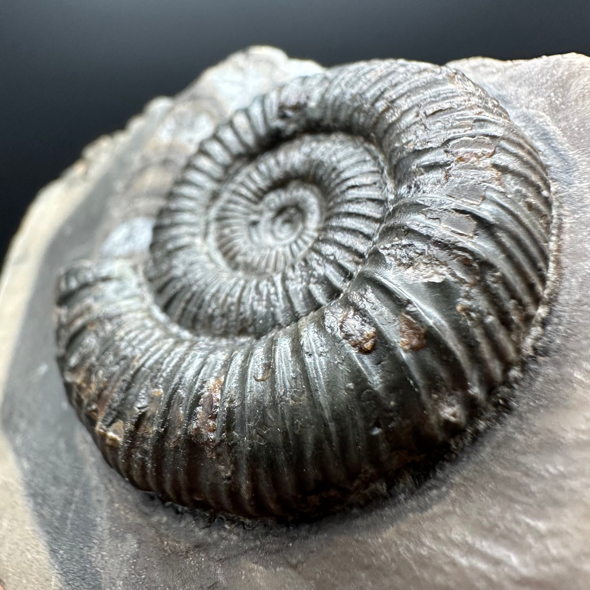 Genuine Yorkshire ammonite fossil for sale – Whitby Jurassic specimen