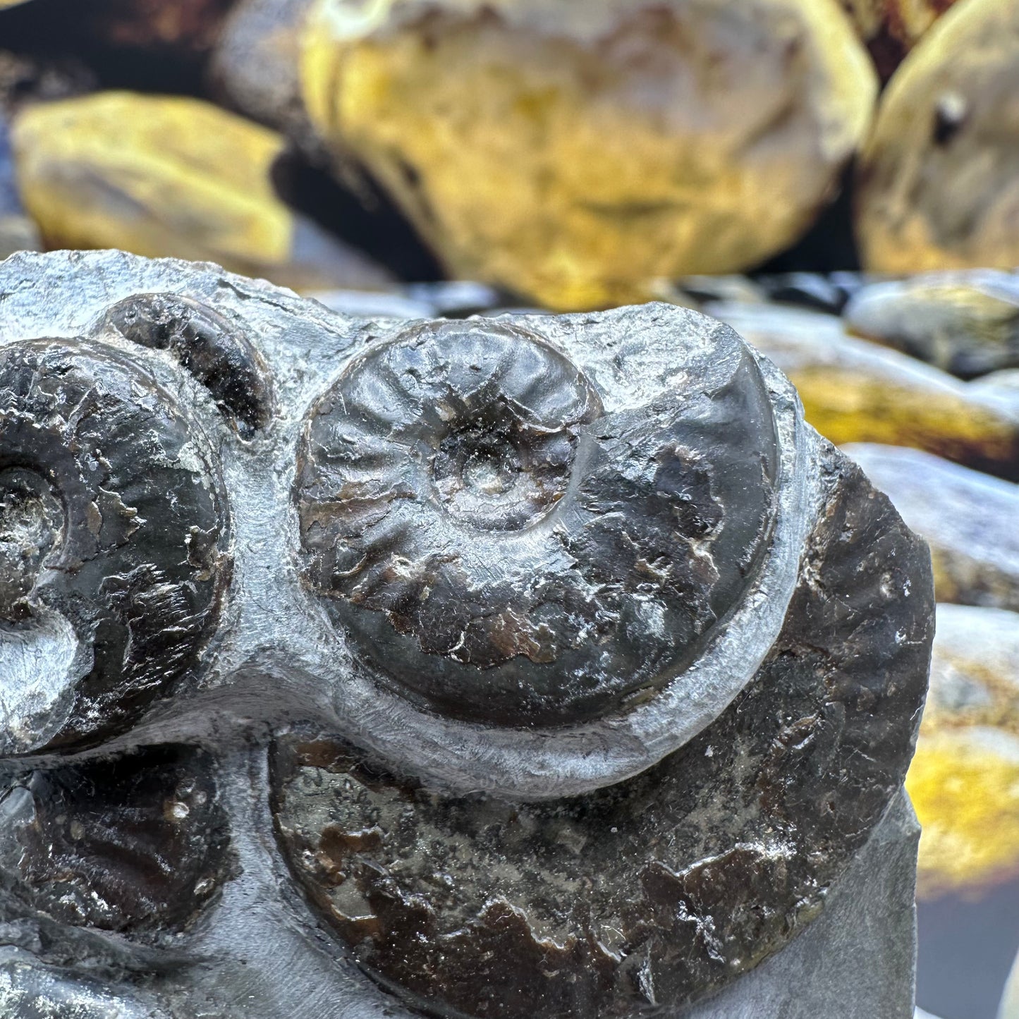 Eleganticeras Elegantulum ammonite fossil - Whitby, North Yorkshire Jurassic Coast, Yorkshire Fossils