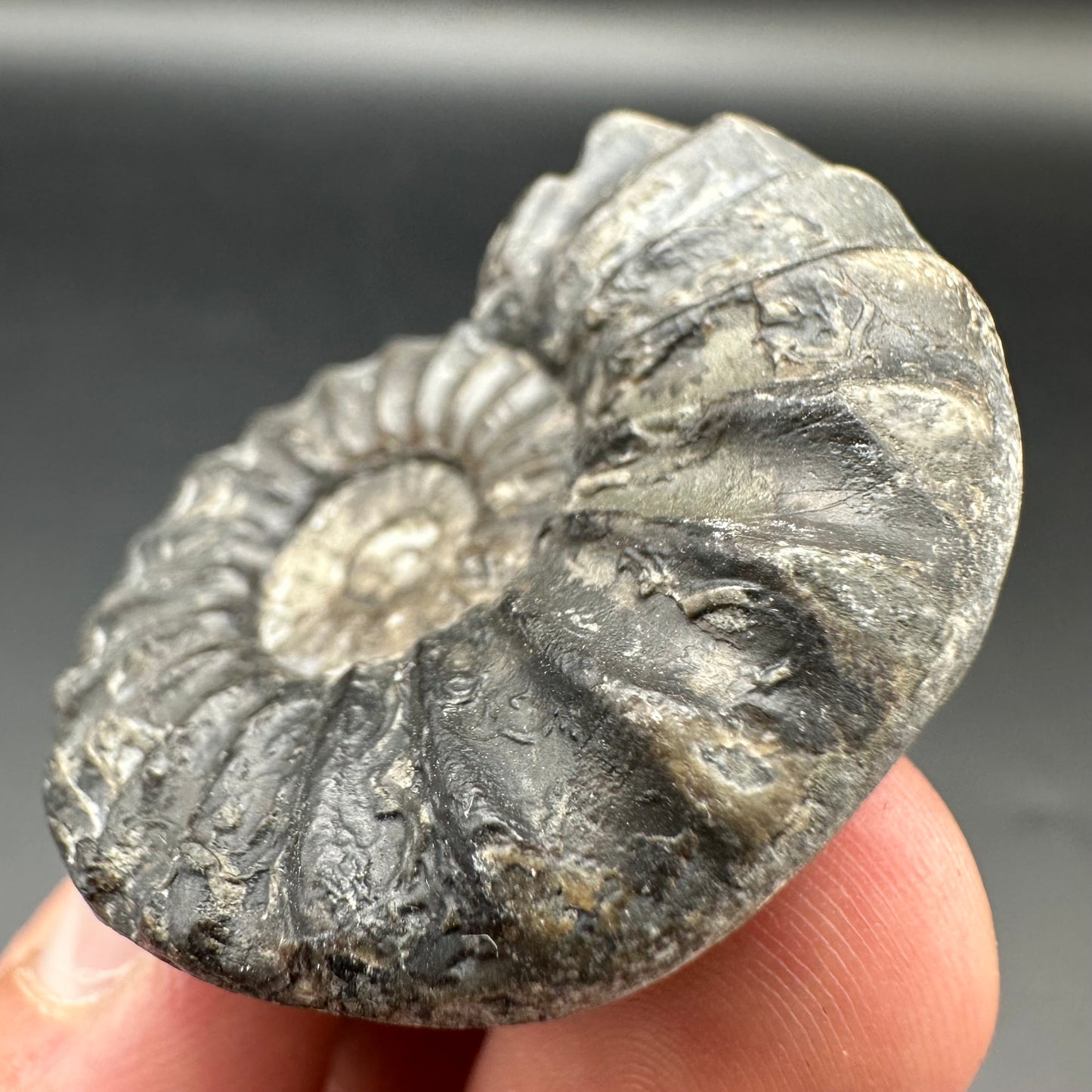 Aegasteroceras sagittarium ammonite fossil with box and stand - Whitby, North Yorkshire Jurassic Coast Yorkshire Fossils