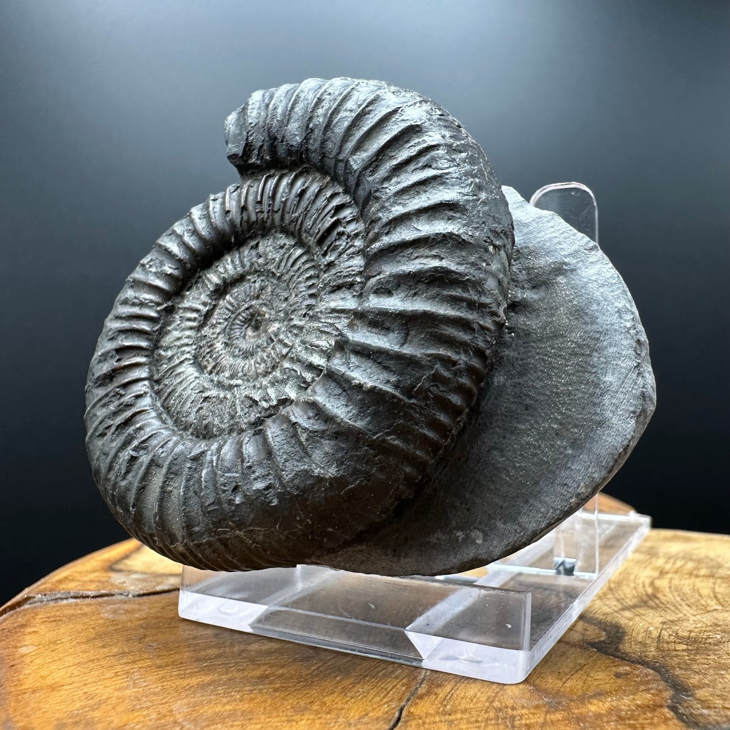 Dactylioceras Ammonite Fossil With box and Stand - Whitby, North Yorkshire Jurassic Coast Yorkshire Fossils