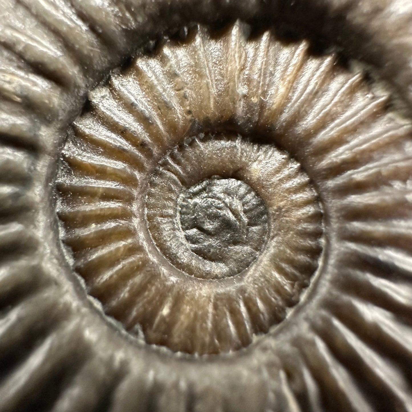 Schlothemia sp. ammonite fossil with box and stand - Whitby, North Yorkshire Jurassic Coast, Yorkshire fossils