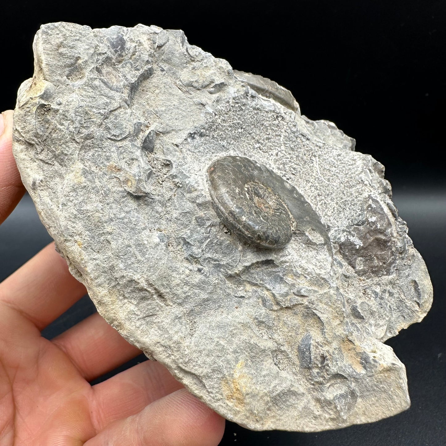 Grammoceras thoaurense Ammonite shell fossil - Whitby, North Yorkshire, Yorkshire Fossils from the Jurassic Coast