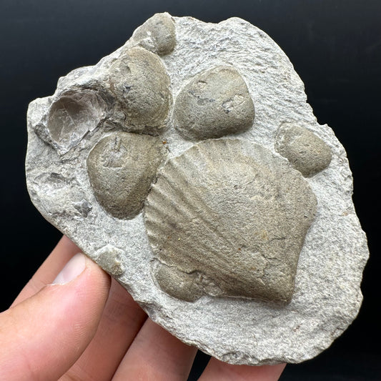 Shell fossil with stand - Whitby, North Yorkshire, Jurassic Coast, Yorkshire Fossils